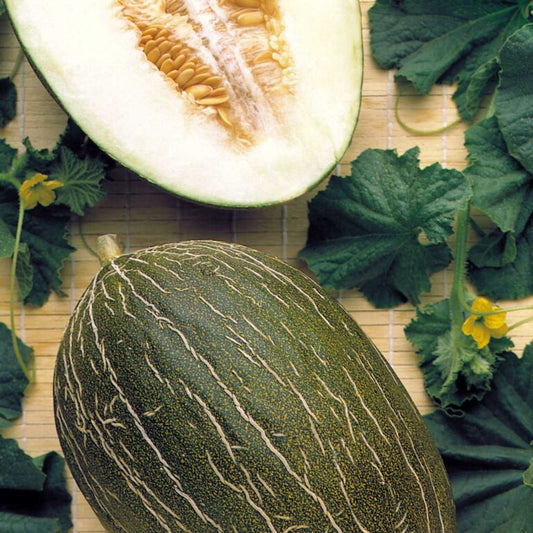 Melon Rochet