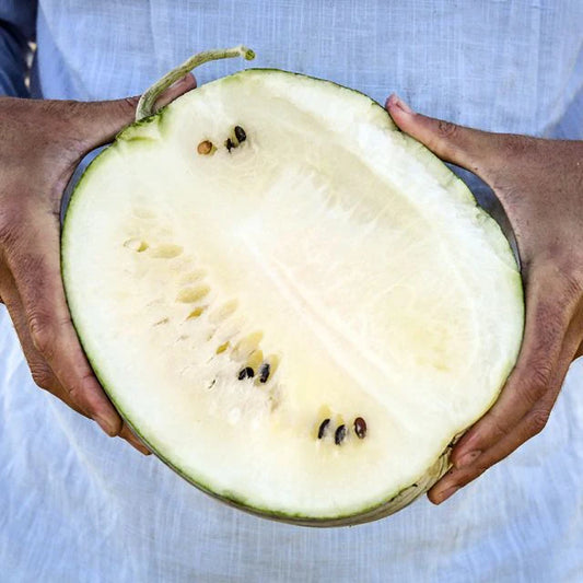 Sandia Silver Yamato (2ud)