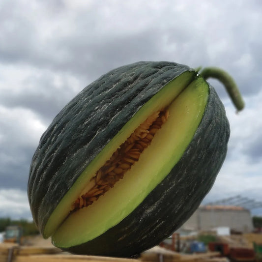 Melon Tendral Negro