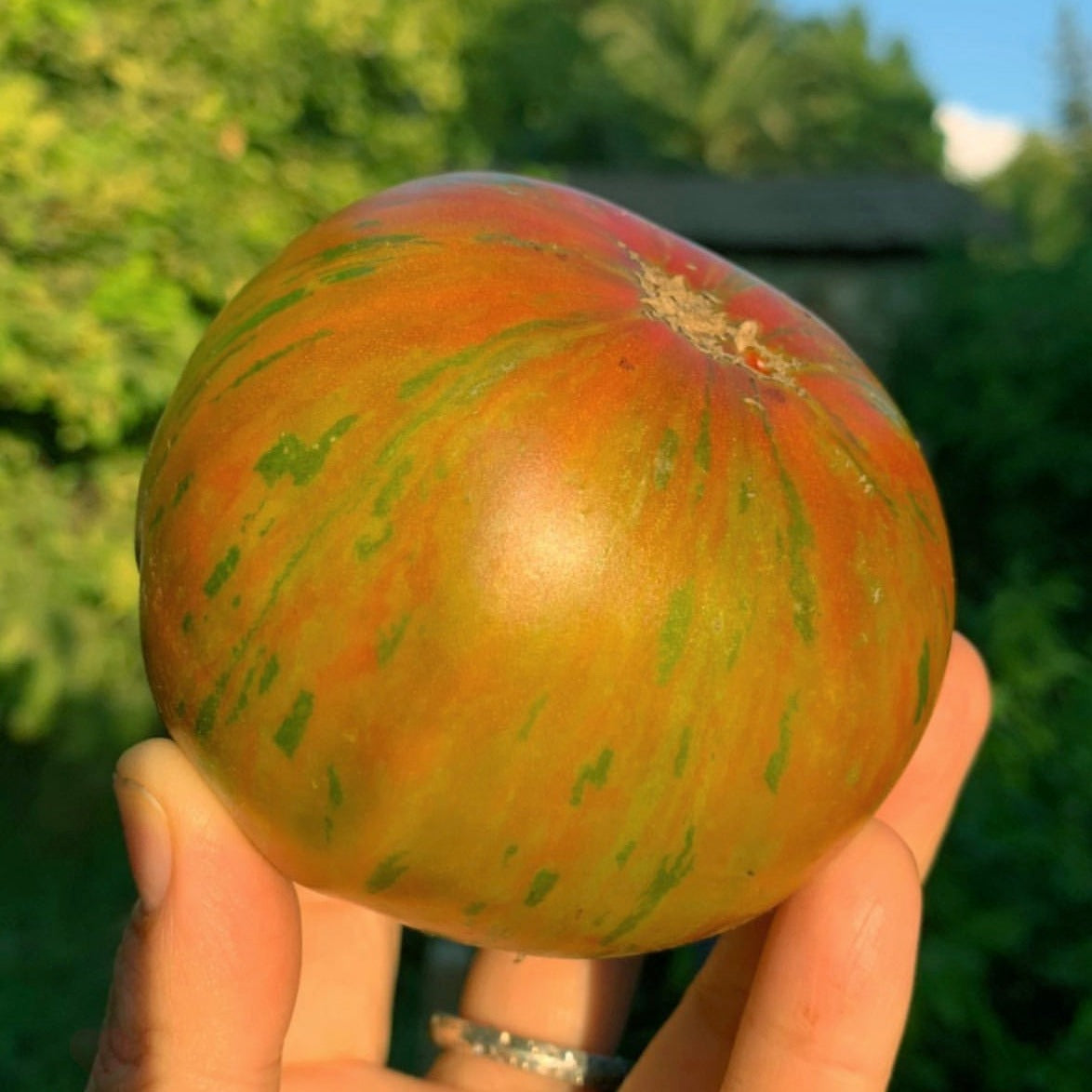Tomate Berkeley Tie Dye PREVENTA