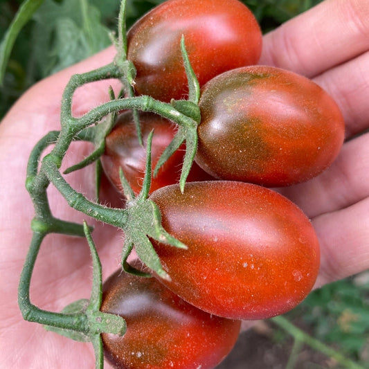 Tomate Black Plum