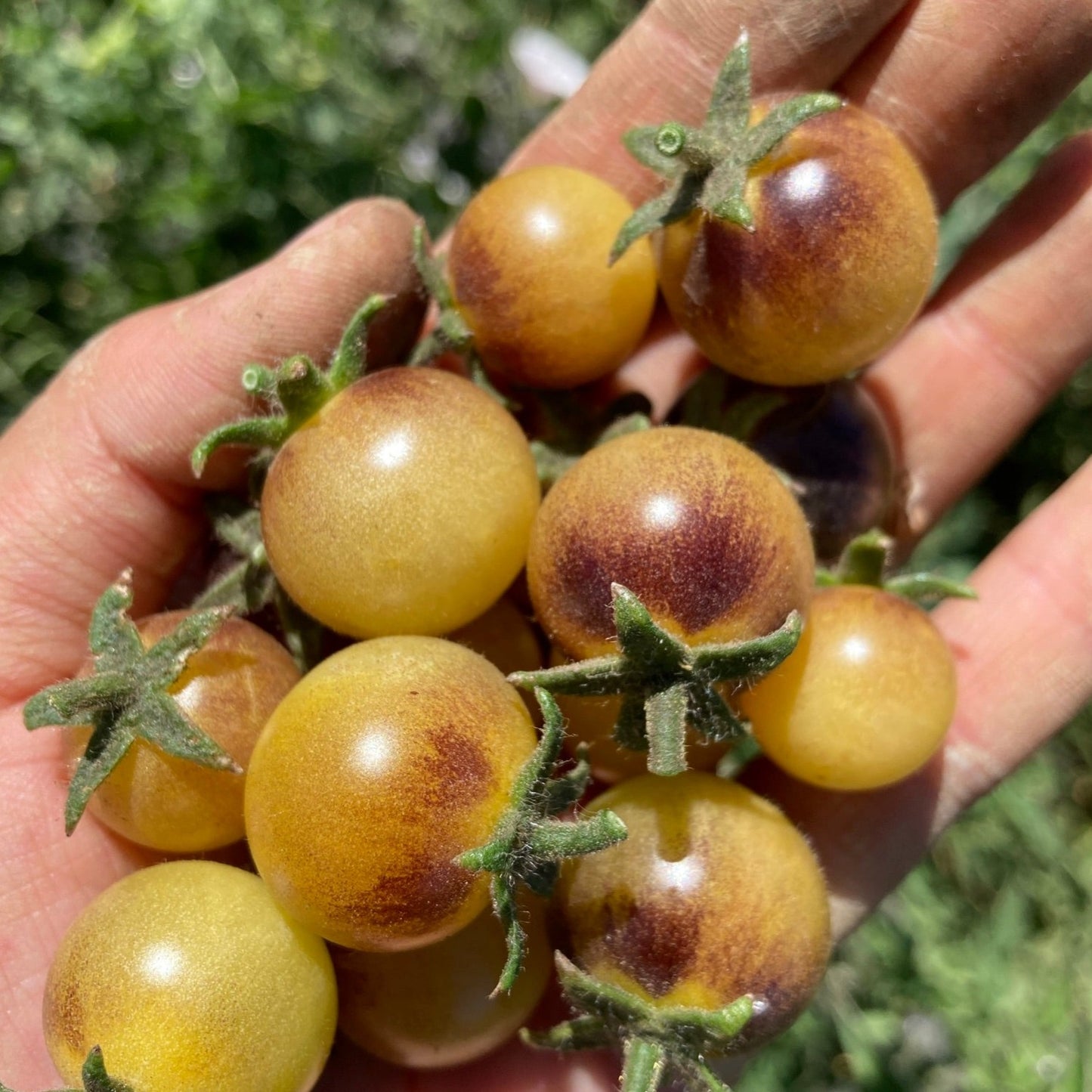 Tomate Blue cream Berries