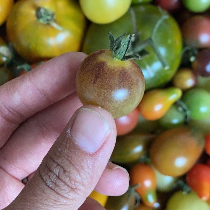 Tomate Blue cream Berries