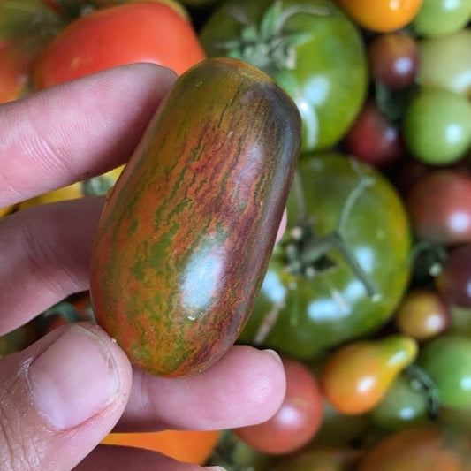 Tomate Brads Atomic Grape