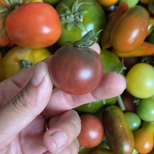 Tomate Cherry Morado