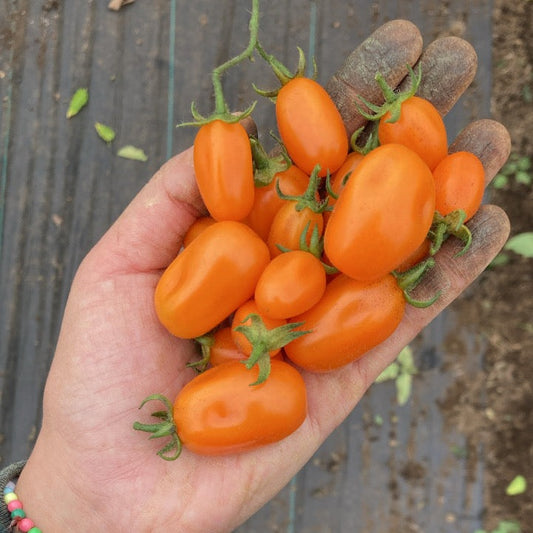 Tomate Cherry Naranjo