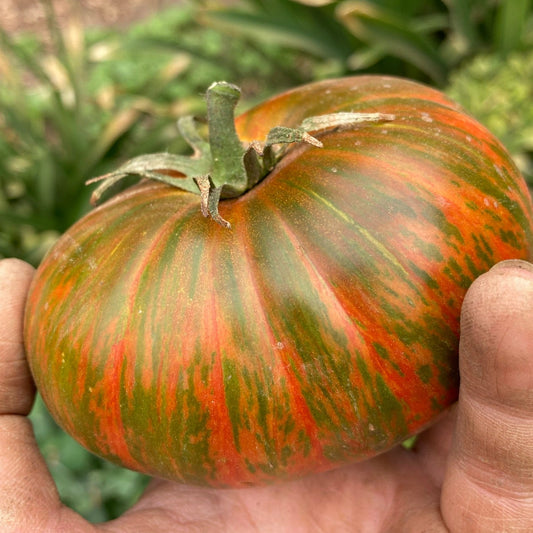 Tomate Chocolate Stripes
