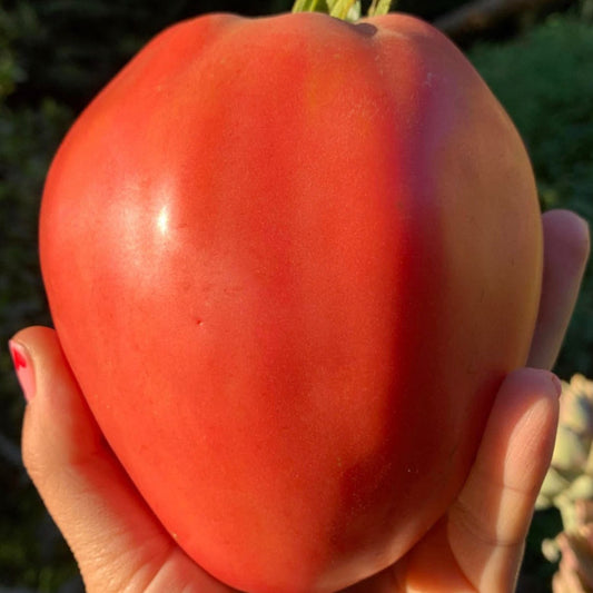 Tomate Corazon de Buey