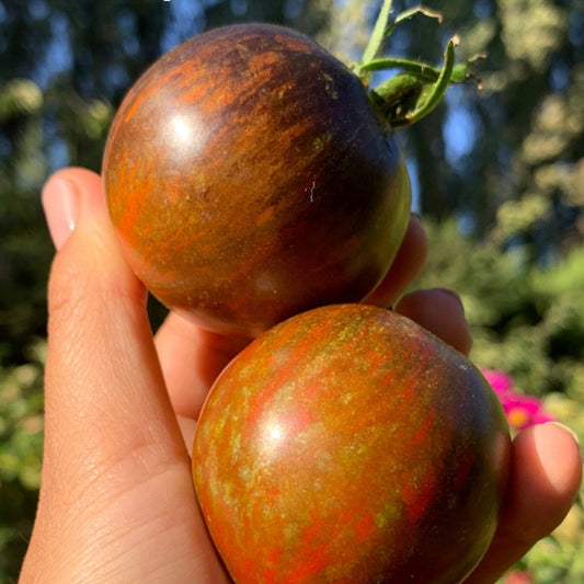 Tomate Cosmic Eclipse