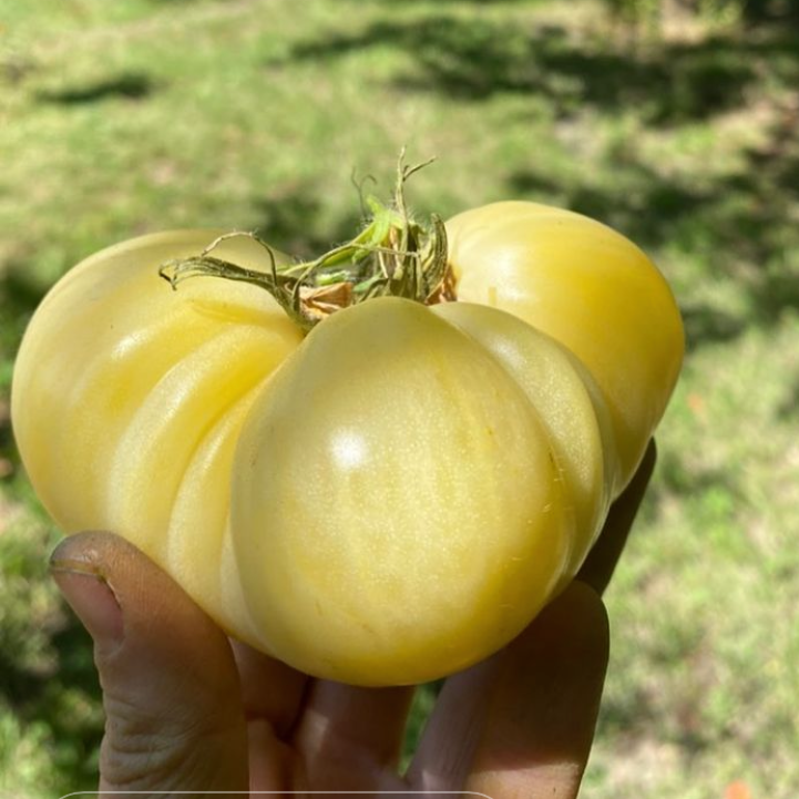 Tomate Great White PREVENTA