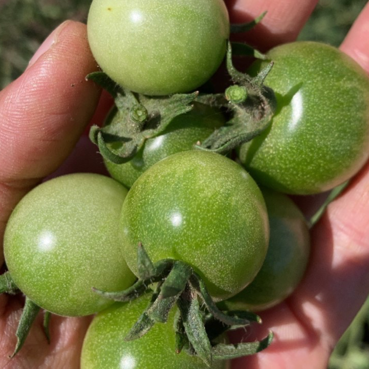 Tomate Green Doctor