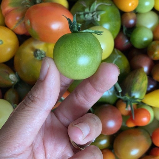 Tomate Green Doctor