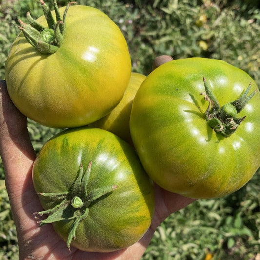 Tomate Green Giant