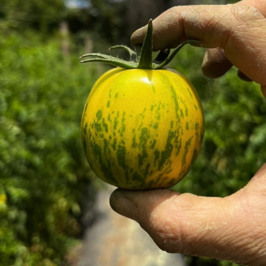 Tomate Green Zebra