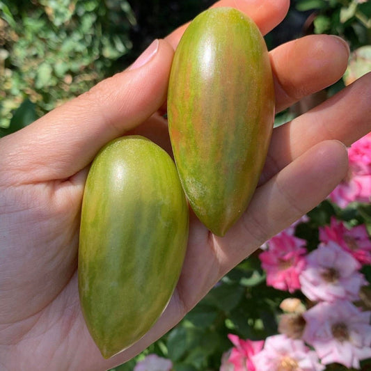 Tomate Lucky Tiger