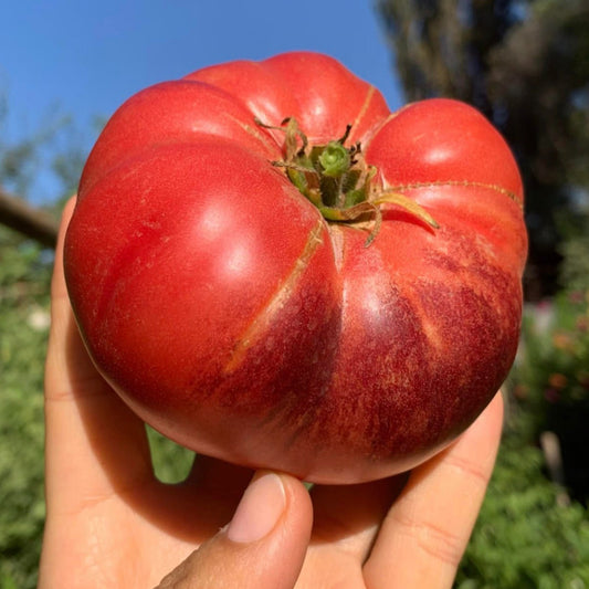 Tomate Mar Azul