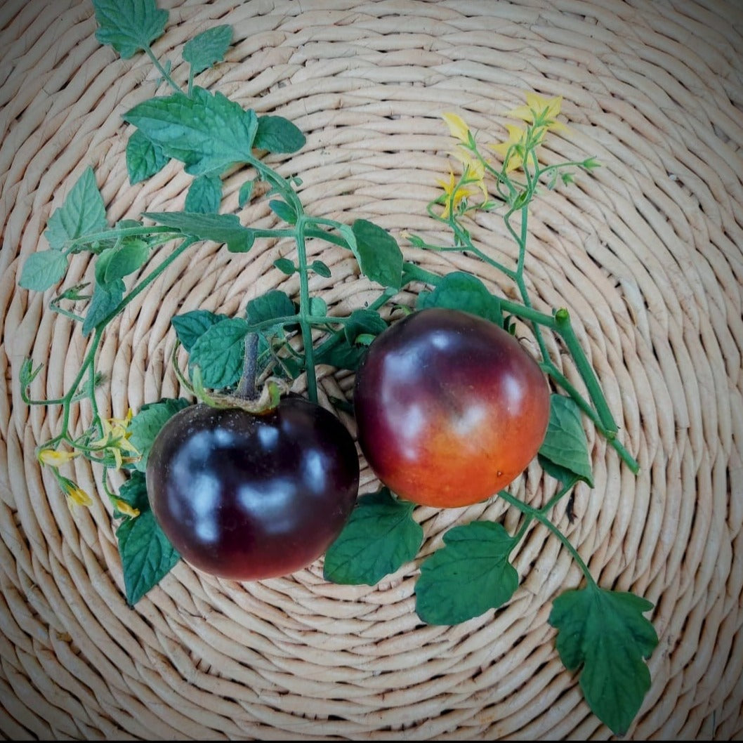 Tomate Midnigth Snack