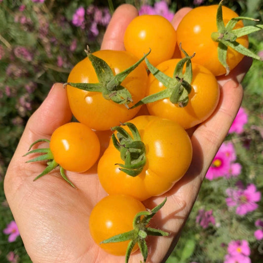 Tomate Mini Limachino Amarillo