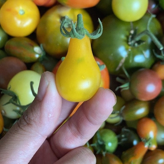 Tomate Perita Amarillo