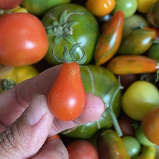 Tomate Perita Rojo
