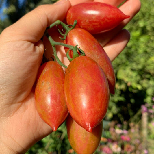 Tomate Pink Tiger