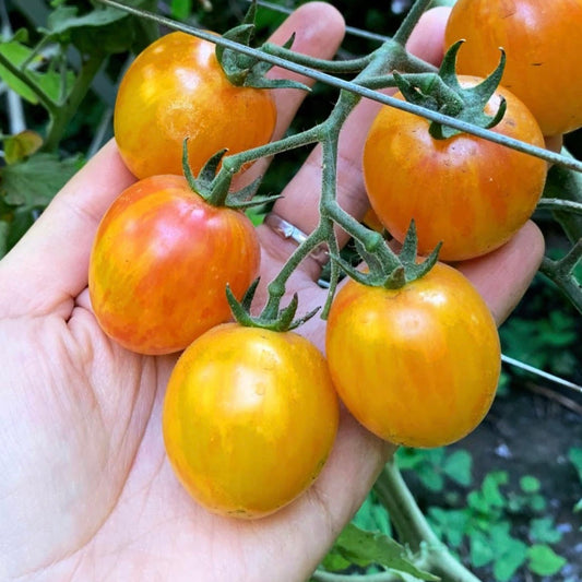 Tomate Sunrise Bumblebee