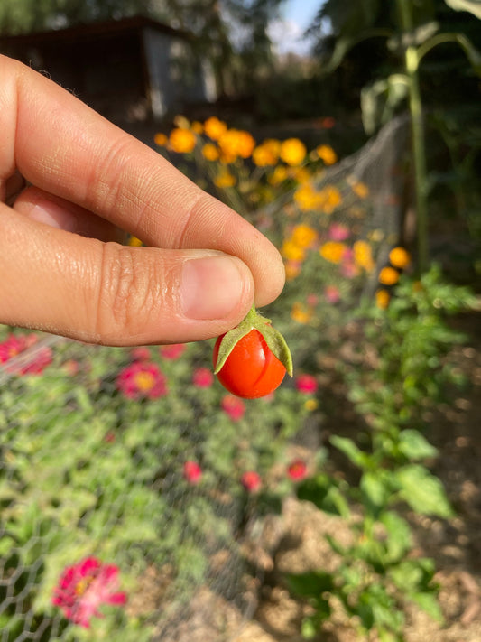 Tomate Tenca
