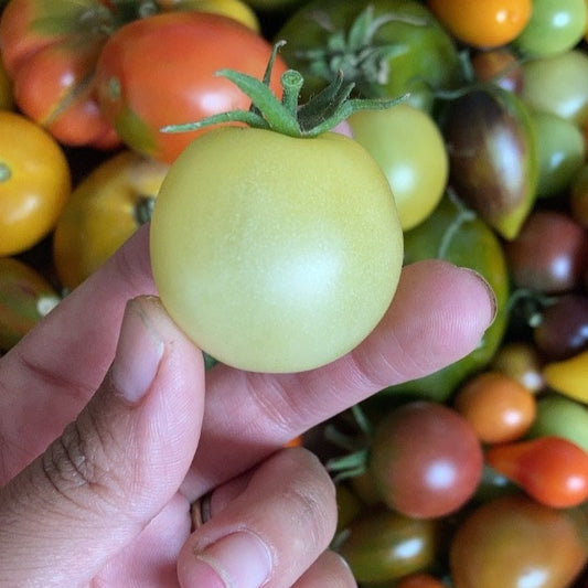 Tomate White Cherry