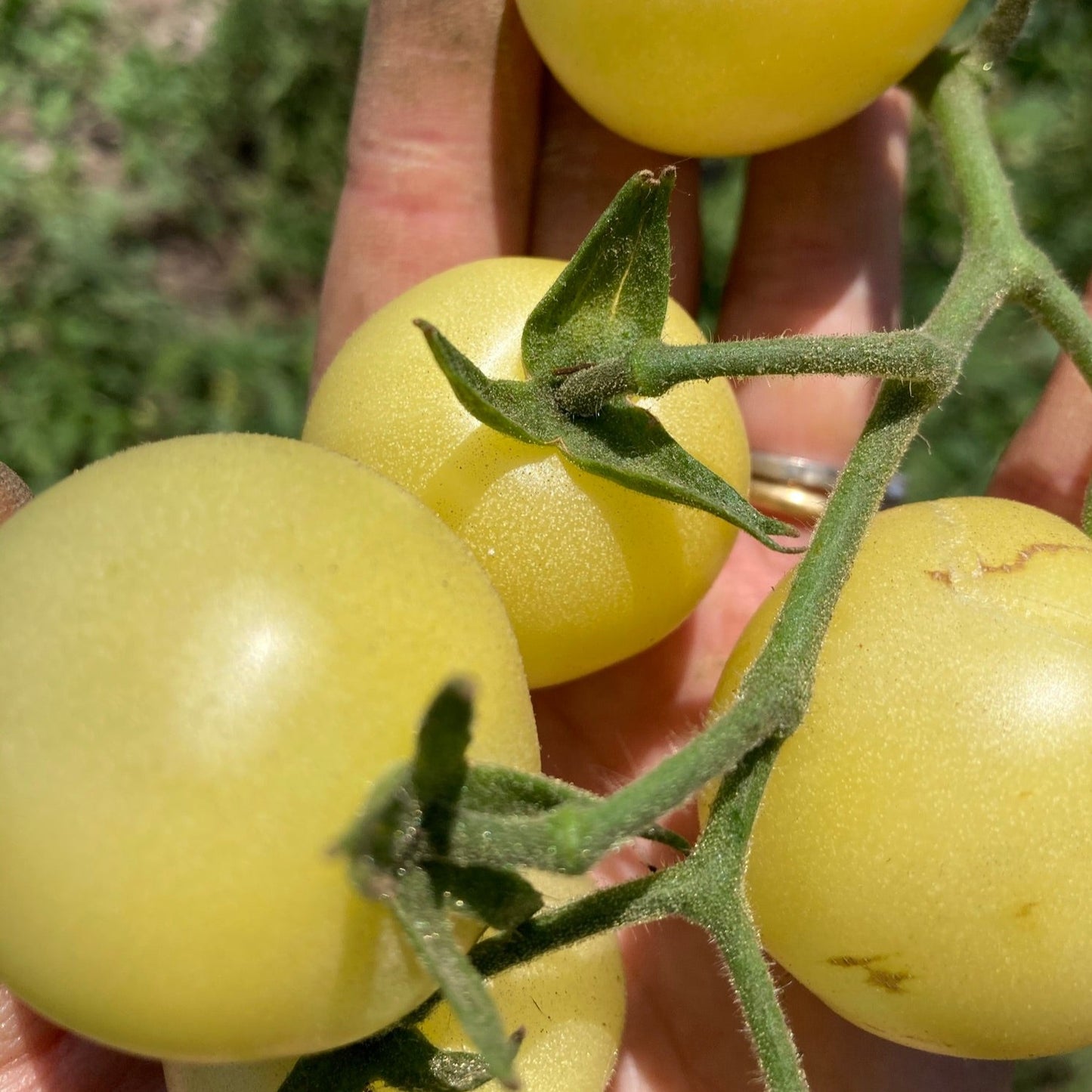Tomate White Cherry