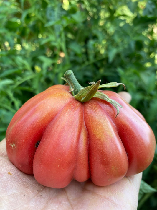 Tomate Zapoteca