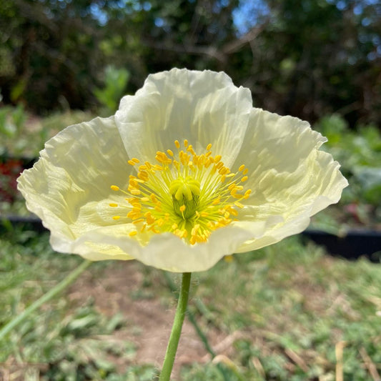 Amapola Islandica (Papaver nudicaule)