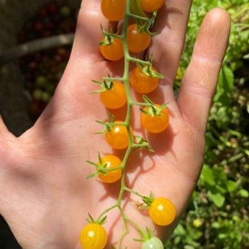 Tomate Atomico Naranjo