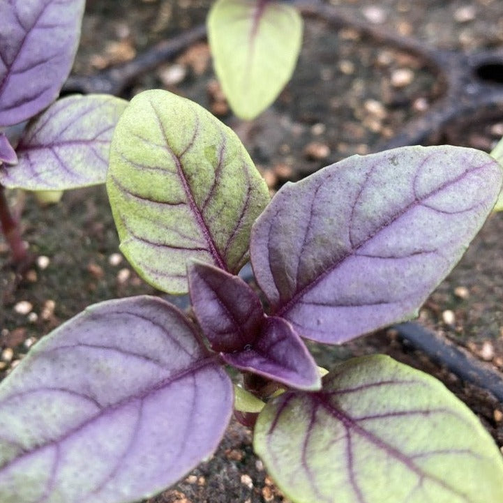 Albahaca Morada (2ud)