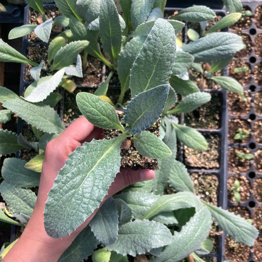 Alcachofa