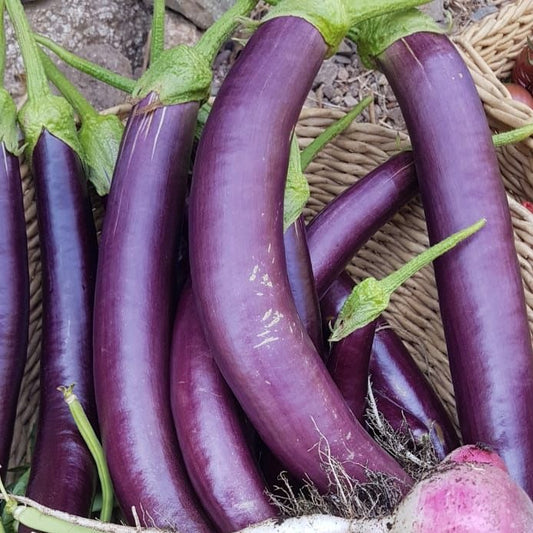 Berenjena Long Purple