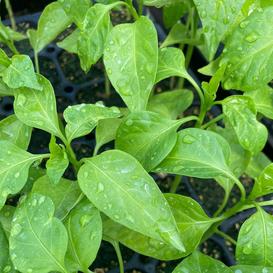 Pimiento Morrón (Trompito)