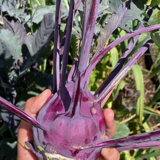 Kohlrabi Rojo (4ud)