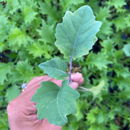Brocoli Purple Sprouting (3ud)