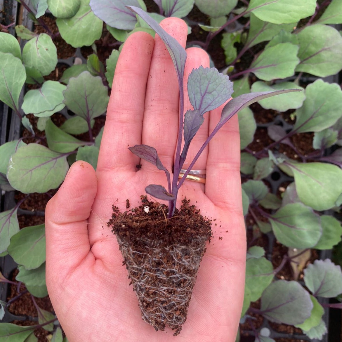 Repollo Morado (3ud)