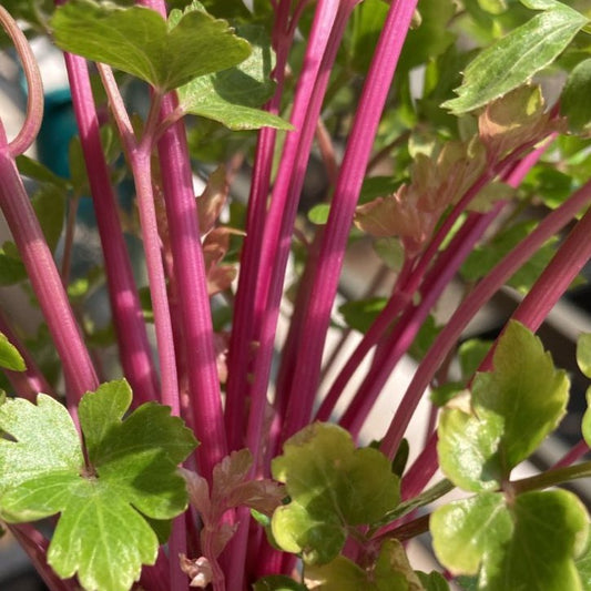 Apio Rosado (4ud)
