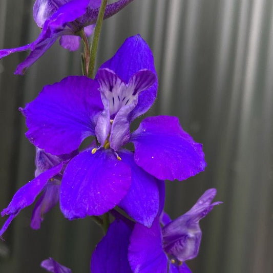 Delphinium