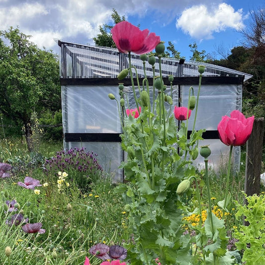 Amapola Rosada (Papaver somniferum)