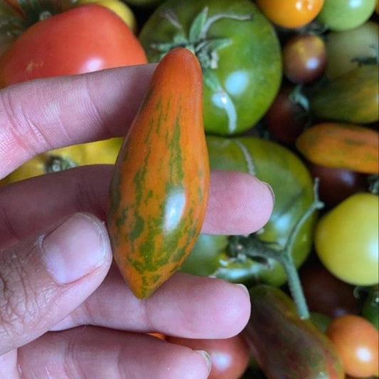 Tomate Mestizo