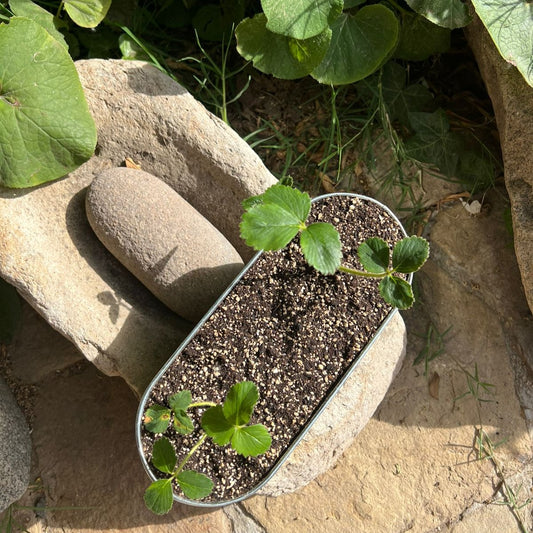 Jardinera Frutilla Blanca
