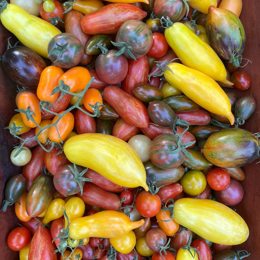 Tomate SORPRESA