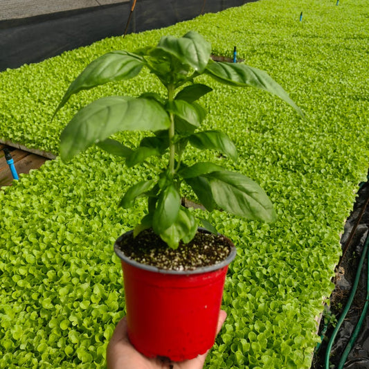 Maceta Albahaca Verde