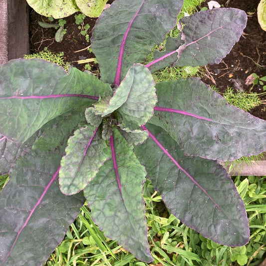 Kale Dazzling Blue (3ud)
