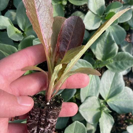 Lechuga Costina Morada (5ud)