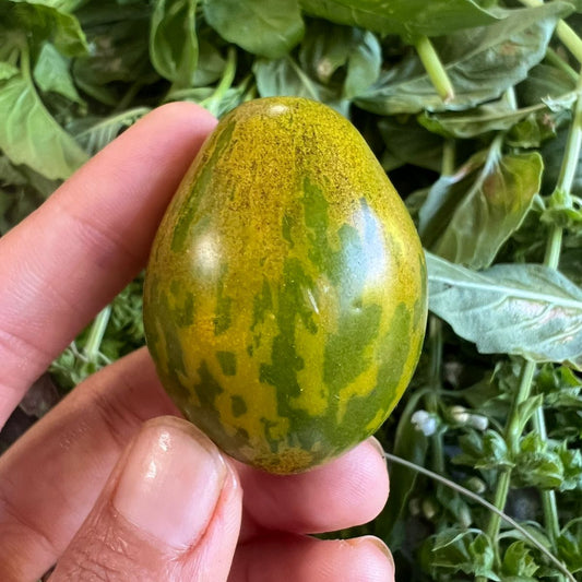 Tomate Michael Polland