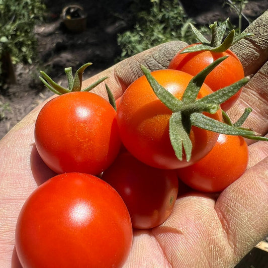 Tomate Cherry Rojo